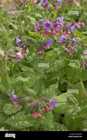 Image result for Lungenkraut