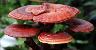 Attēlu rezultāti vaicājumam “Ganoderma lucidum”