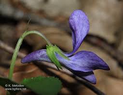 Attēlu rezultāti vaicājumam “Viola reichenbachiana flower”