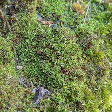 Attēlu rezultāti vaicājumam “Bryoerythrophyllum recurvirostrum”