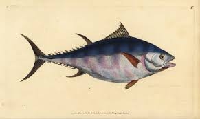 Image result for Thunnus atlanticus
