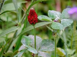 Image result for Trifolium incarnatum