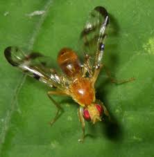 Attēlu rezultāti vaicājumam “Tephritidae”