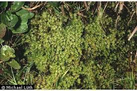 Attēlu rezultāti vaicājumam “Dicranales”