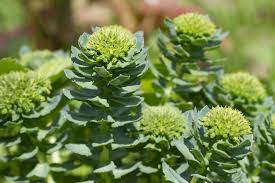 Attēlu rezultāti vaicājumam “Rhodiola rosea”