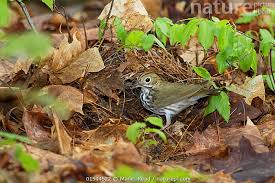 Image result for Seiurus aurocapilla