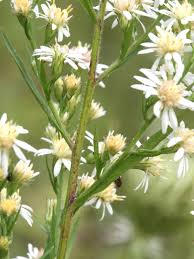 Attēlu rezultāti vaicājumam “Atrichum flavisetum sporophyte”
