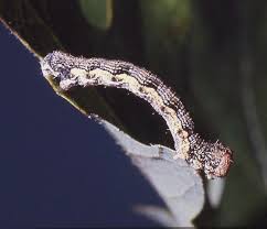 Attēlu rezultāti vaicājumam “Erannis defoliaria larva”