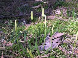 Attēlu rezultāti vaicājumam “Lycopodium clavatum”