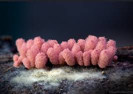 Attēlu rezultāti vaicājumam “Arcyria denudata macro”