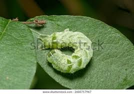 Attēlu rezultāti vaicājumam “Melanchra persicariae imago”