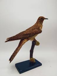 Attēlu rezultāti vaicājumam “Cuculus canorus adult”