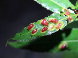 Attēlu rezultāti vaicājumam “Pontania proxima”