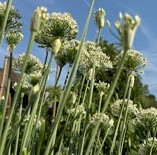 Image result for Schnittknoblauch