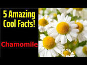 5 Fascinating Facts About Chamomile - YouTube