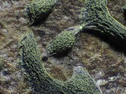 Attēlu rezultāti vaicājumam “Physarum luteolum”