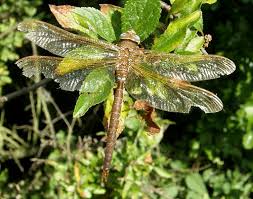 Attēlu rezultāti vaicājumam “Aeshna grandis”