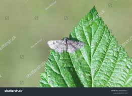 Attēlu rezultāti vaicājumam “Gymnoscelis rufifasciata”