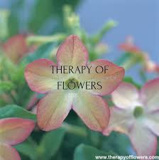 Image result for Nicotiana x sanderae