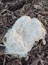 Attēlu rezultāti vaicājumam “Licea pusilla spores”