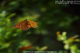 Attēlu rezultāti vaicājumam “Argynnis paphia female”