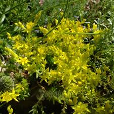 Attēlu rezultāti vaicājumam “Arabis hirsuta fruit”