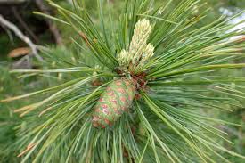 Attēlu rezultāti vaicājumam “Pinus peuce”