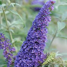 Image result for Buddleja davidii