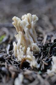 Attēlu rezultāti vaicājumam “Clavulina cinerea”