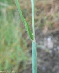 Attēlu rezultāti vaicājumam “Alopecurus aequalis leaf”