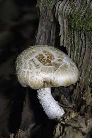 Attēlu rezultāti vaicājumam “Lentinus lepideus”