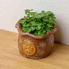 「銅錢草」的圖片搜尋結果