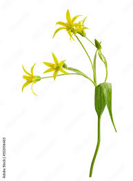 Attēlu rezultāti vaicājumam “Gagea lutea bud”