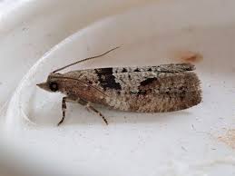 Attēlu rezultāti vaicājumam “Epinotia brunnichana”