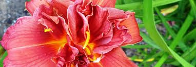 Image result for Hemerocallis `Moses Fire`