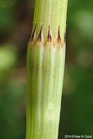 Attēlu rezultāti vaicājumam “Equisetum pratense”