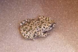 Attēlu rezultāti vaicājumam “Pseudepidalea viridis adult”