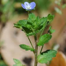 Attēlu rezultāti vaicājumam “Veronica persica”