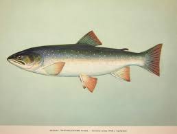 Image result for Salvelinus malma