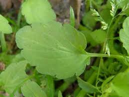 Attēlu rezultāti vaicājumam “Viola arvensis leaf”