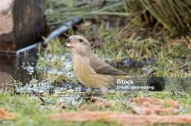 Attēlu rezultāti vaicājumam “Loxia pytyopsittacus”