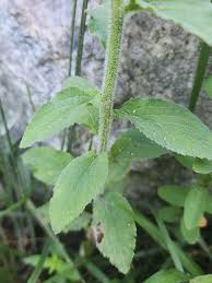 Attēlu rezultāti vaicājumam “Calystegia inflata leaf”