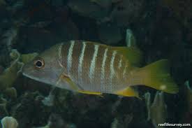 Image result for Lutjanus apodus