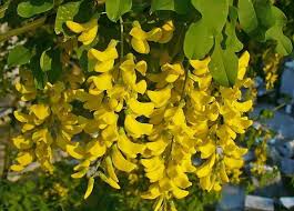 Image result for Laburnum anagyroides