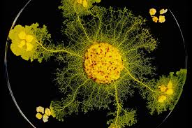 Attēlu rezultāti vaicājumam “Physarum obscurum young”