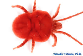 Attēlu rezultāti vaicājumam “Trombidiidae”