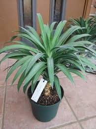 Image result for ふぇらすたX68=