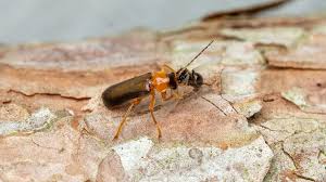 Attēlu rezultāti vaicājumam “Cantharidae”