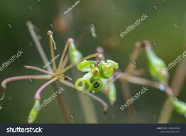 Attēlu rezultāti vaicājumam “Impatiens glandulifera fruit”