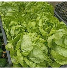 Image result for Kopfsalat